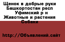 Щенок в добрые руки - Башкортостан респ., Уфимский р-н Животные и растения » Собаки   